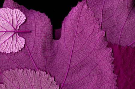 Grape leaf. Closeup of a grape leaf. The texture of the grape leaf. Closeup