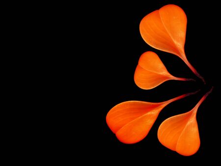 Colorful leaves on a black table. Colorful leaves in the dark. Leaves on a dark background.の写真素材