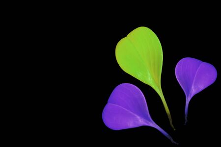 Colorful leaves on a black table. Colorful leaves in the dark. Leaves on a dark background.の写真素材