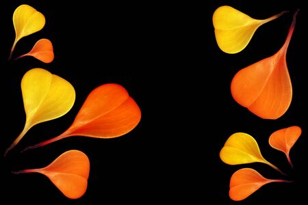 Colorful leaves on a black table. Colorful leaves in the dark. Leaves on a dark background.の写真素材