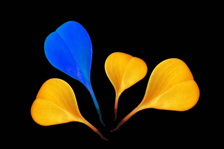 Colorful leaves on a black table. Colorful leaves in the dark. Leaves on a dark background.の写真素材