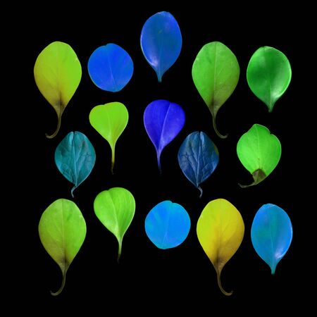 Colorful leaves on a black table. Colorful leaves in the dark. Leaves on a dark background.の写真素材