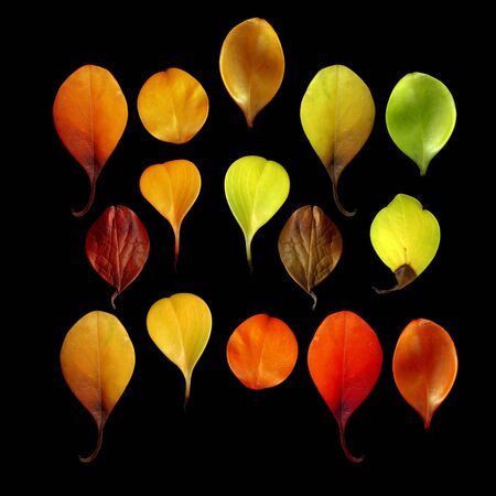 Colorful leaves on a black table. Colorful leaves in the dark. Leaves on a dark background.の写真素材