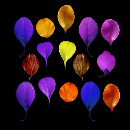 Colorful leaves on a black table. Colorful leaves in the dark. Leaves on a dark background.の写真素材