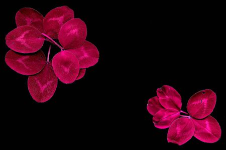 Colorful leaves on a black table. Colorful leaves in the dark. Leaves on a dark background.の写真素材