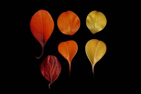 Colorful leaves on a black table. Colorful leaves in the dark. Leaves on a dark background.の写真素材