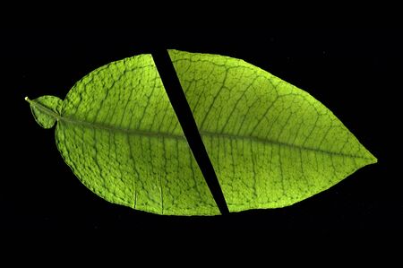 Colorful leaves on a black table. Colorful leaves in the dark. Leaves on a dark background.の写真素材