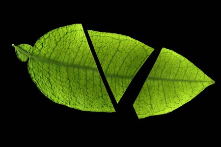 Colorful leaves on a black table. Colorful leaves in the dark. Leaves on a dark background.の写真素材