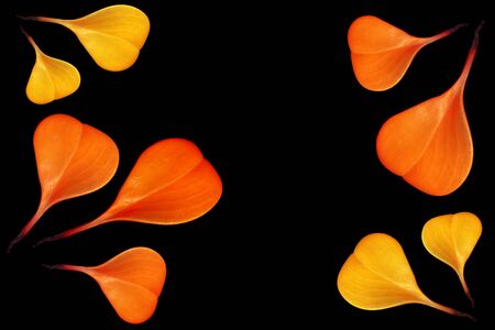 Colorful leaves on a black table. Leaves on a dark background.の写真素材