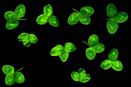 Colorful leaves on a black table. Leaves on a dark background.の写真素材