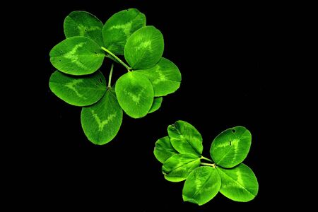 Colorful leaves on a black table. Leaves on a dark background.