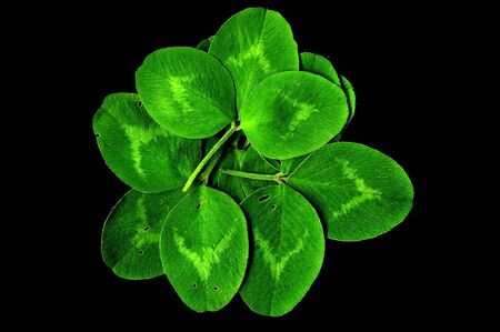 Colorful leaves on a black table. Leaves on a dark background.の写真素材