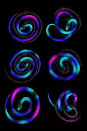 Multi-colored toy rubber snakes rolled up in a ball. Colored toy snakes. Rubber snakes. Toy snakes.の写真素材