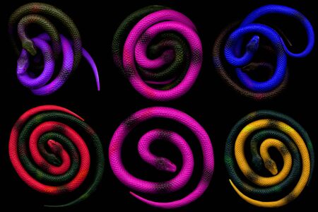 Multi-colored toy rubber snakes rolled up in a ball. Colored toy snakes. Rubber snakes. Toy snakes.の写真素材
