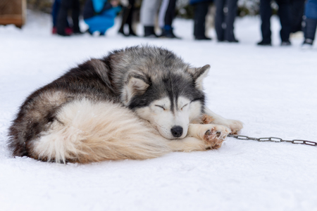 Husky malamute dog on snowy field in winter forest. Pedigree dog lying on the snowの写真素材