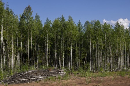 Birch trees in bright sunshine in late summer. Trees in a forest. birch trees trunks - black and...