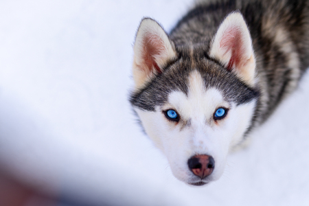 Husky dog with blue eyes intently looking straight at the photographerの写真素材