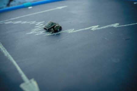 Slow but stable investment or low fluctuate stock market concept, miniature figure turtle or tortoise walking on chalkboard with drawing price line graph of stock market valueの写真素材