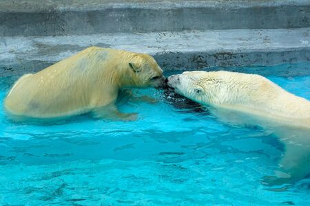 Sibling wrestling in baby games. Two polar bear cubs are playing about in pool. Cute and cuddly animal kids, which are going to be the most dangerous beasts of the worldの写真素材