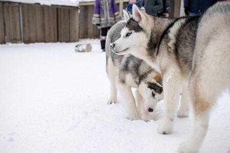 Two playing siberian husky dogs outdoor. Two Siberian Husky dogs looks forward sitting on the snowy shore frozen river. Cute portrait beautiful dogsの写真素材