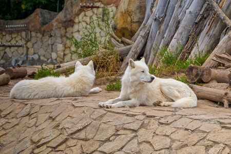 Arctic Wolf or Polar White Wolf, is a subspecies of the Gray Wolf. The duo of the wolves in the zoo.