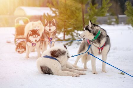 Siberian husky sled dog racing. Mushing winter competition. Husky sled dogs in harness pull a sled...