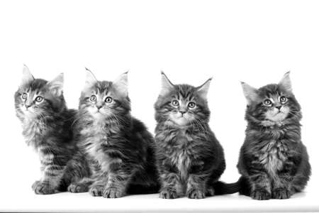 four kittensの写真素材