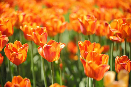 tulip with bokehの写真素材