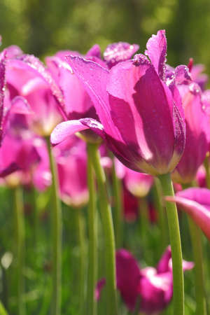 tulip with bokehの写真素材