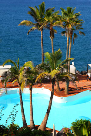 palm trees summer holiday photosの写真素材