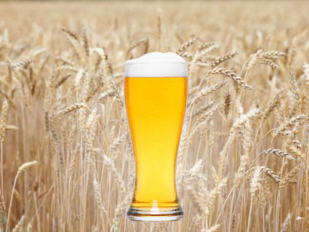 Light beer mug on sunny summer fieldの写真素材