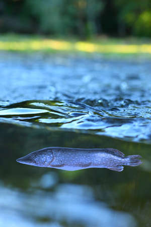 underwater photo, big pike in the riverの写真素材