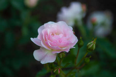 photo of pink rose on a bush in the parkの写真素材