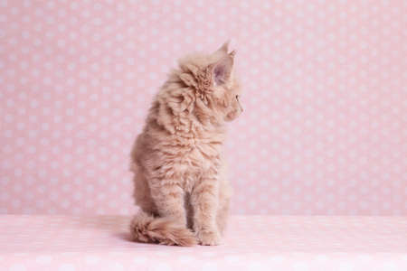 smal beauty Maine Coon kitten 2 months oldの写真素材