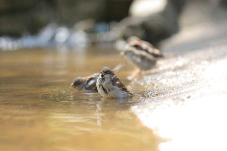 sparrow with a spray bathes in a puddleの写真素材