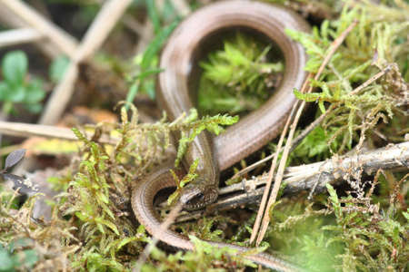 snake in the autumn forest relaxing in the moss