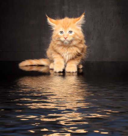 Photo Maine Coon kitten on a black backgroundの写真素材