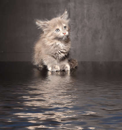 Photo Maine Coon kitten on a black backgroundの写真素材