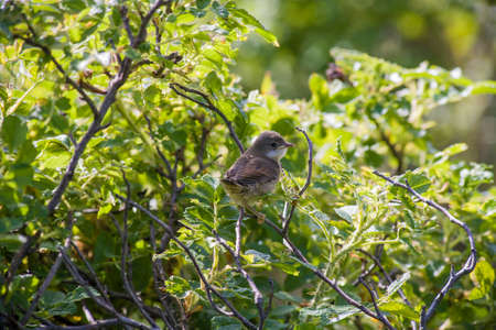 bird sitting on a tree branch in the forestの写真素材