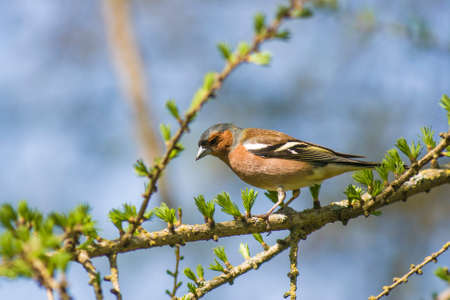 beauty spring finch sitting on a branch
