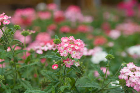 macro photo of flowers in a flower bedの写真素材
