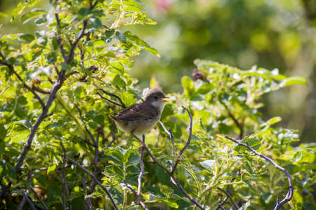 bird sitting on a tree branch in the forestの写真素材