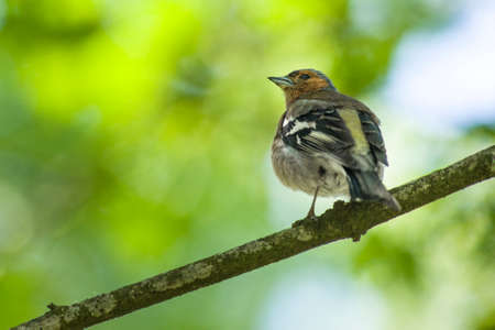 beauty spring finch sitting on a branchの写真素材