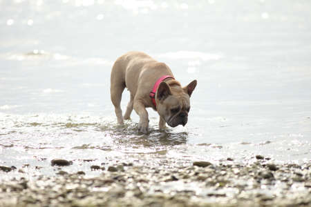 funny smal adlt dog walking alone outdoorsの写真素材