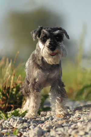 small dog outdoor portrait on green grassの写真素材