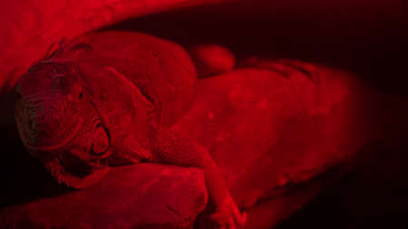 Large lizard lying on a rock in a room with red lightの写真素材