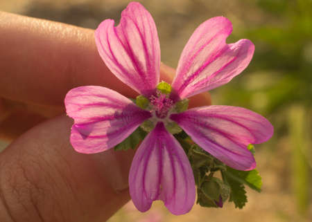 Very beautiful flower with five lilac petals