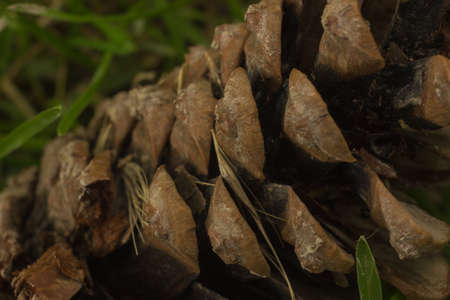Macro image of bumpの写真素材