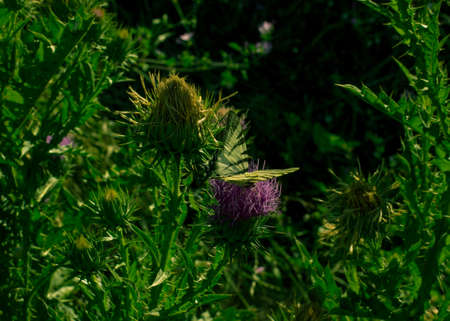 Wild green flowerの写真素材