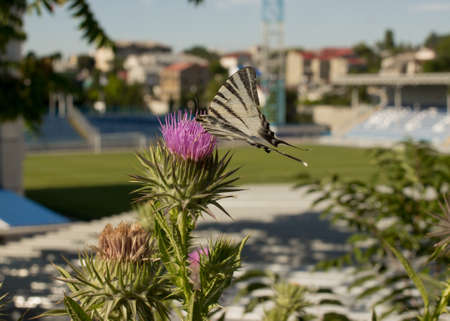 Beautiful butterfly sits on a flowerの写真素材